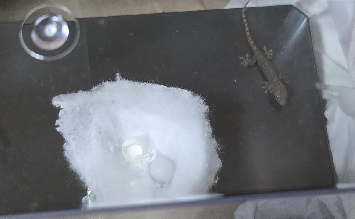 【100均透明コレクションケース】ガンプラに使える?レビュー 19