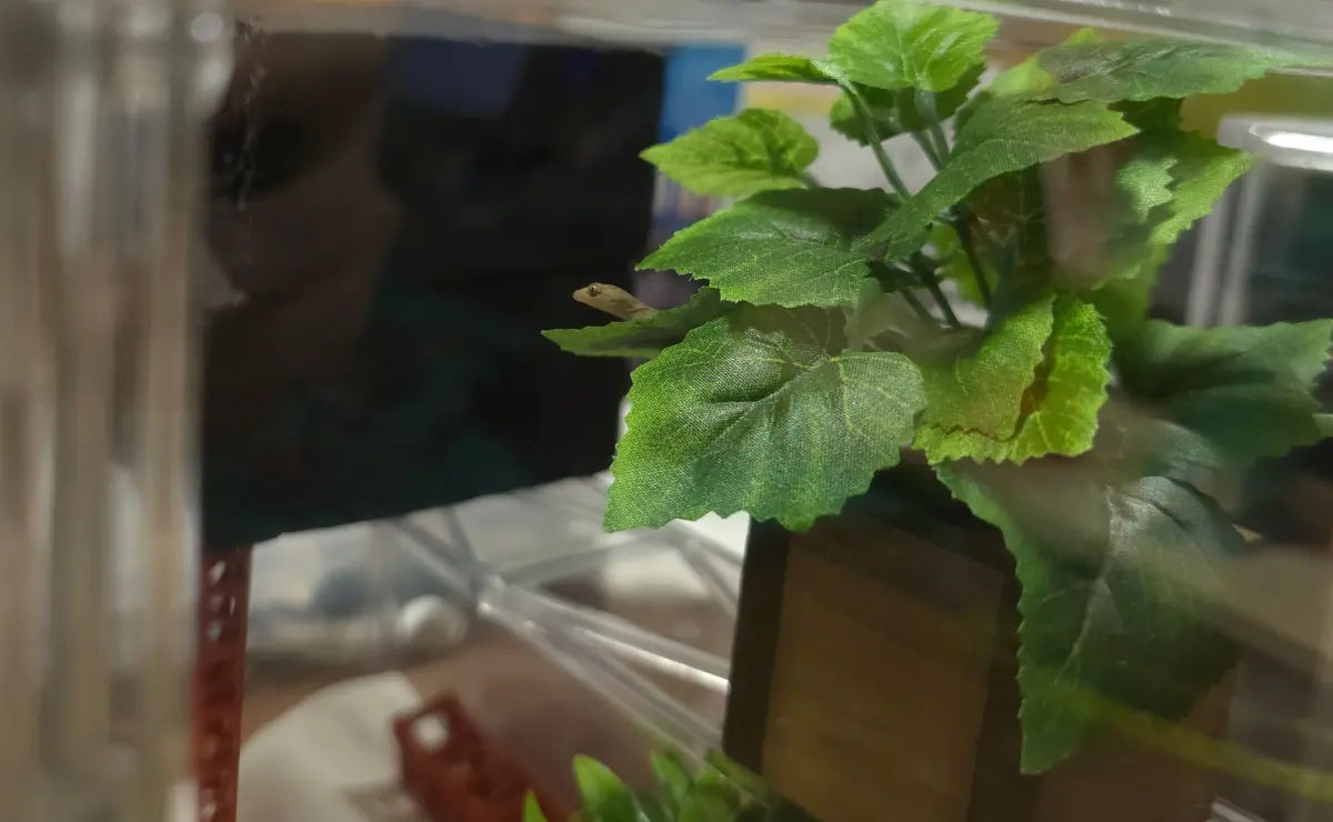 【100均透明コレクションケース】ガンプラに使える?レビュー 20