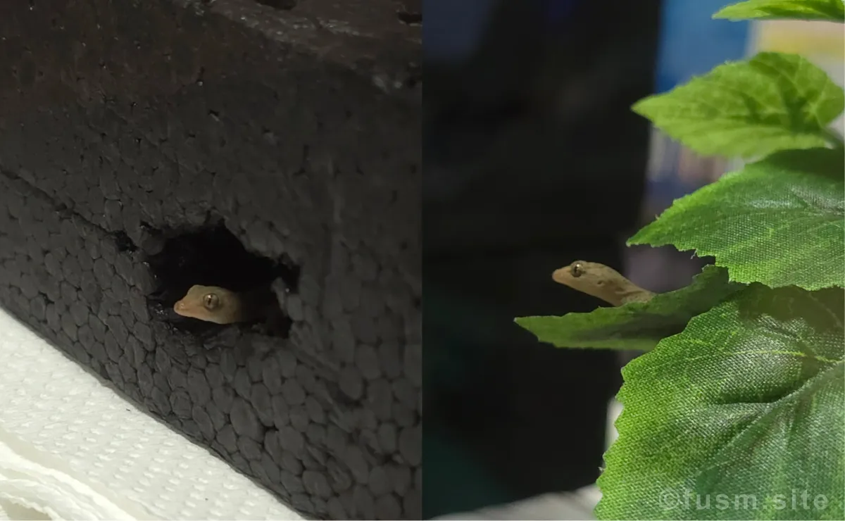 【100均透明コレクションケース】ガンプラに使える?レビュー 21